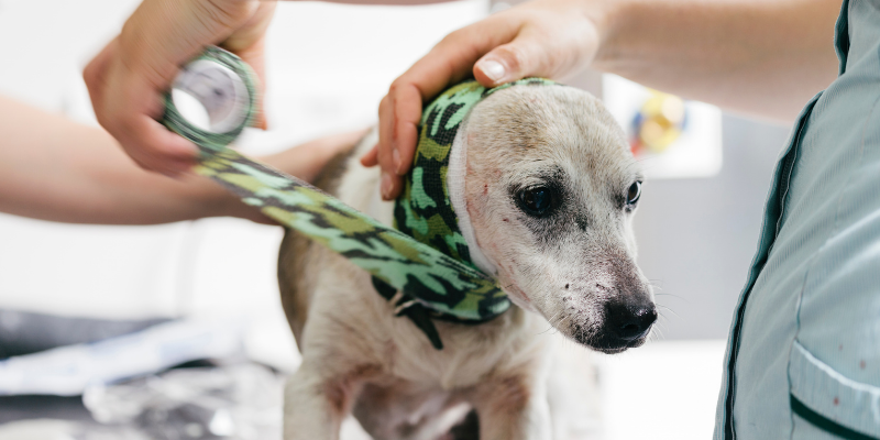 dog parks, dog park dangers, dog bites, dog bite wounds, dog emergency, pet emergency, dog owners, dog parents, Animal Emergency & Referral Center of Minnesota, bite prevention, dog bite injuries, keep your dogs safe, dog park safety tips