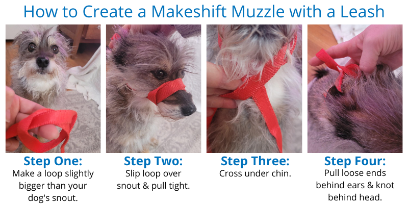 makeshift dog muzzle, leash muzzle, dog parks, dog park dangers, dog bites, dog bite wounds, dog emergency, pet emergency, dog owners, dog parents, Animal Emergency & Referral Center of Minnesota, bite prevention, dog bite injuries, keep your dogs safe, dog park safety tips