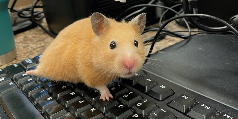 pet health, pet dangers, hamster health, hamster vetmed, Pet Poison Control Center, pet toxins, accidental medication overdose, hamster veterinary care, emergency veterinarian, Fur-Tunately, Stories of Animal Survival, Animal Emergency & Referral Center of Minnesota, Twin Cities emergency vet, Saint Paul emergency vet, Oakdale emergency vet, Minnesota emergency vet, emergency veterinary care