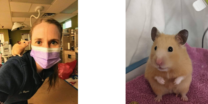 pet health, pet dangers, hamster health, hamster vetmed, Pet Poison Control Center, pet toxins, accidental medication overdose, hamster veterinary care, emergency veterinarian, Fur-Tunately, Stories of Animal Survival, Animal Emergency & Referral Center of Minnesota, Twin Cities emergency vet, Saint Paul emergency vet, Oakdale emergency vet, Minnesota emergency vet, emergency veterinary care