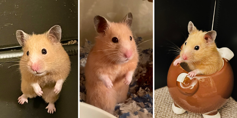 pet health, pet dangers, hamster health, hamster vetmed, Pet Poison Control Center, pet toxins, accidental medication overdose, hamster veterinary care, emergency veterinarian, Fur-Tunately, Stories of Animal Survival, Animal Emergency & Referral Center of Minnesota, Twin Cities emergency vet, Saint Paul emergency vet, Oakdale emergency vet, Minnesota emergency vet, emergency veterinary care