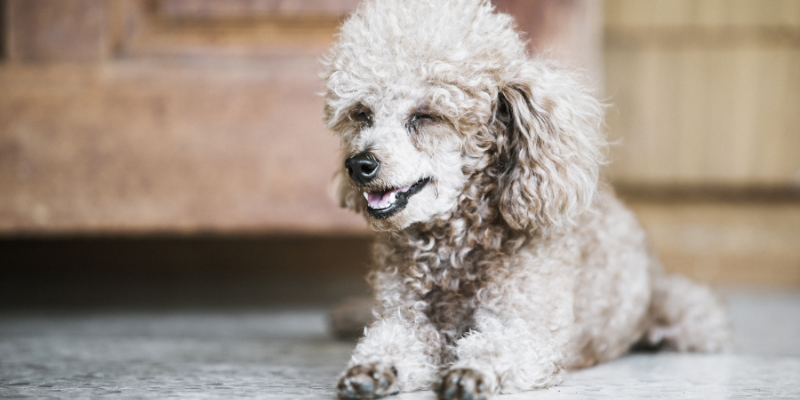 pet health, veterinary care, pet won't eat, pet won't drink, pet won't sleep, pet won't lie down, pet health concerns, Animal Emergency & Referral Center of Minnesota