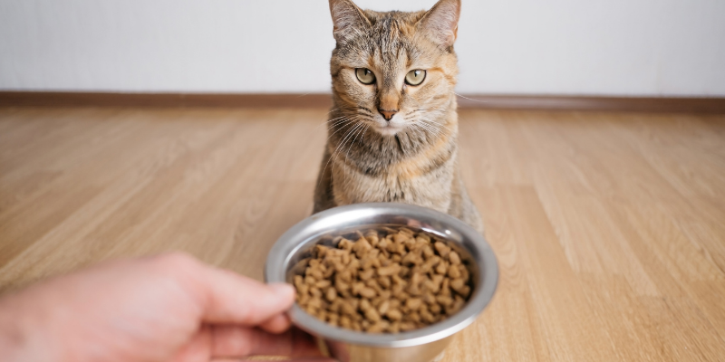 pet health, veterinary care, pet won't eat, pet won't drink, pet won't sleep, pet won't lie down, pet health concerns, Animal Emergency & Referral Center of Minnesota