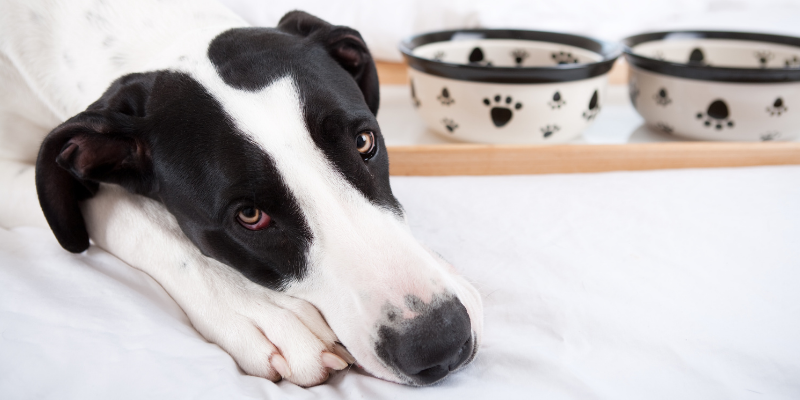 pet health, veterinary care, pet won't eat, pet won't drink, pet won't sleep, pet won't lie down, pet health concerns, Animal Emergency & Referral Center of Minnesota