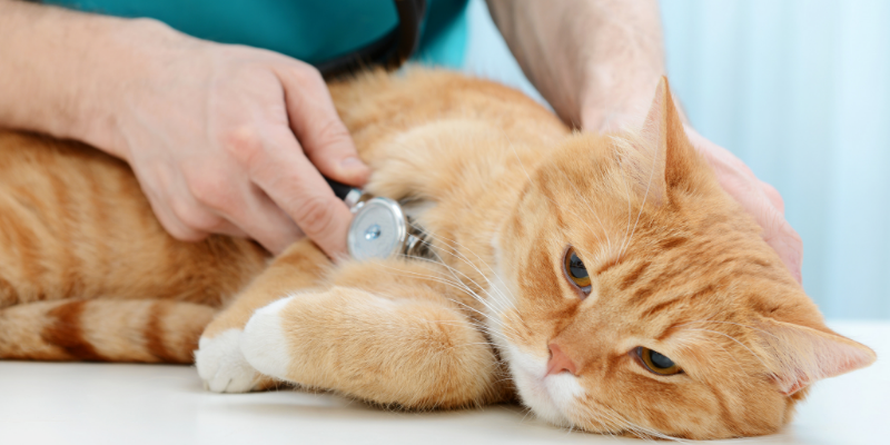 pet health, veterinary care, pet won't eat, pet won't drink, pet won't sleep, pet won't lie down, pet health concerns, Animal Emergency & Referral Center of Minnesota