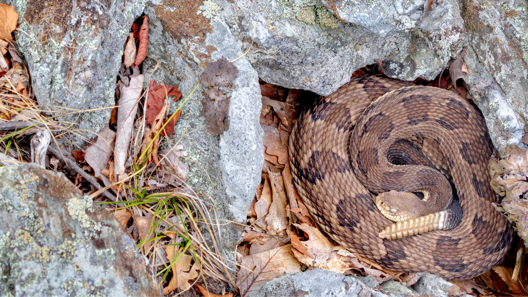 Rattlesnake Bites and Pets