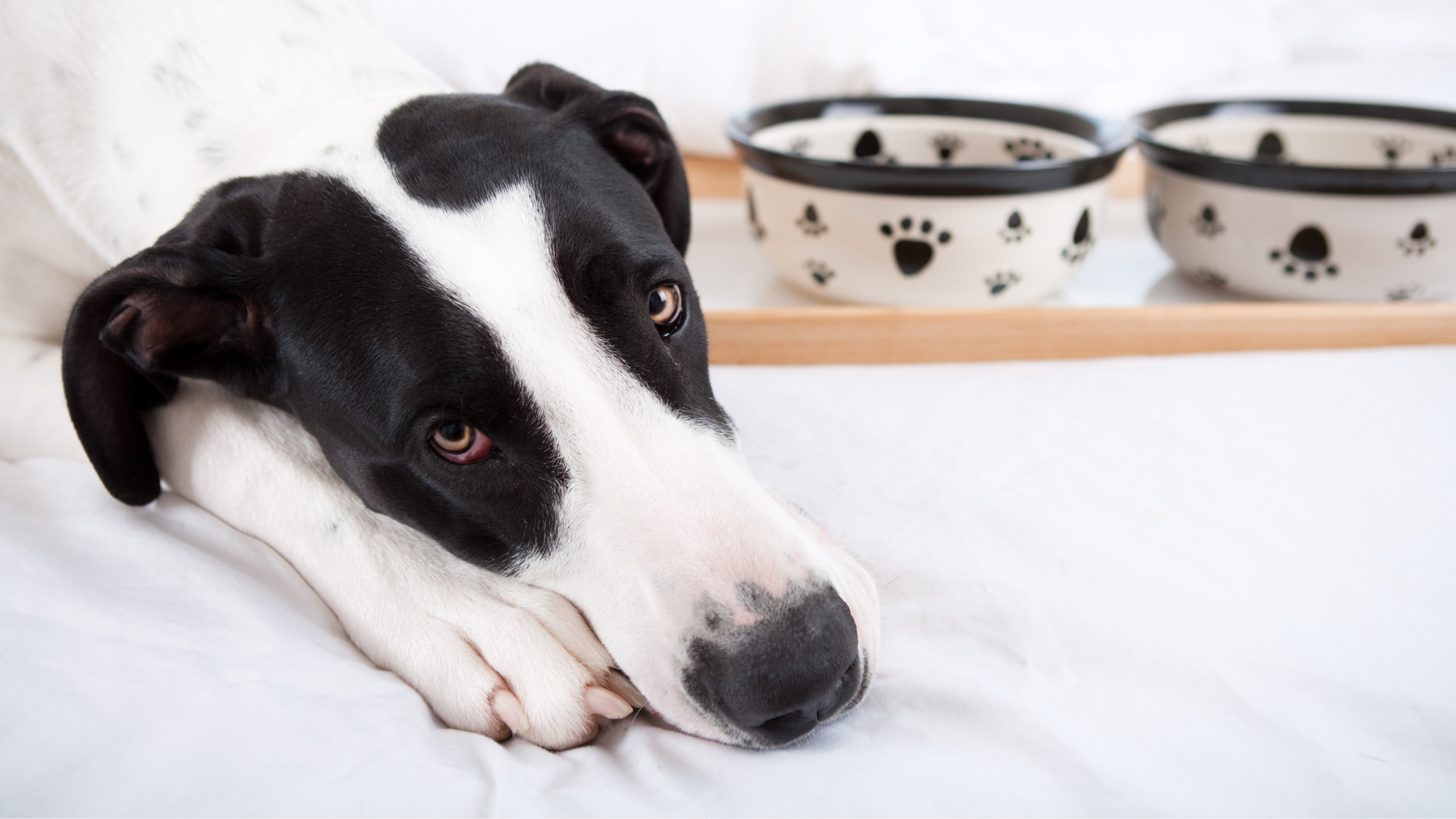 Help! My Pet Won’t Eat, Drink, or Lie Down!