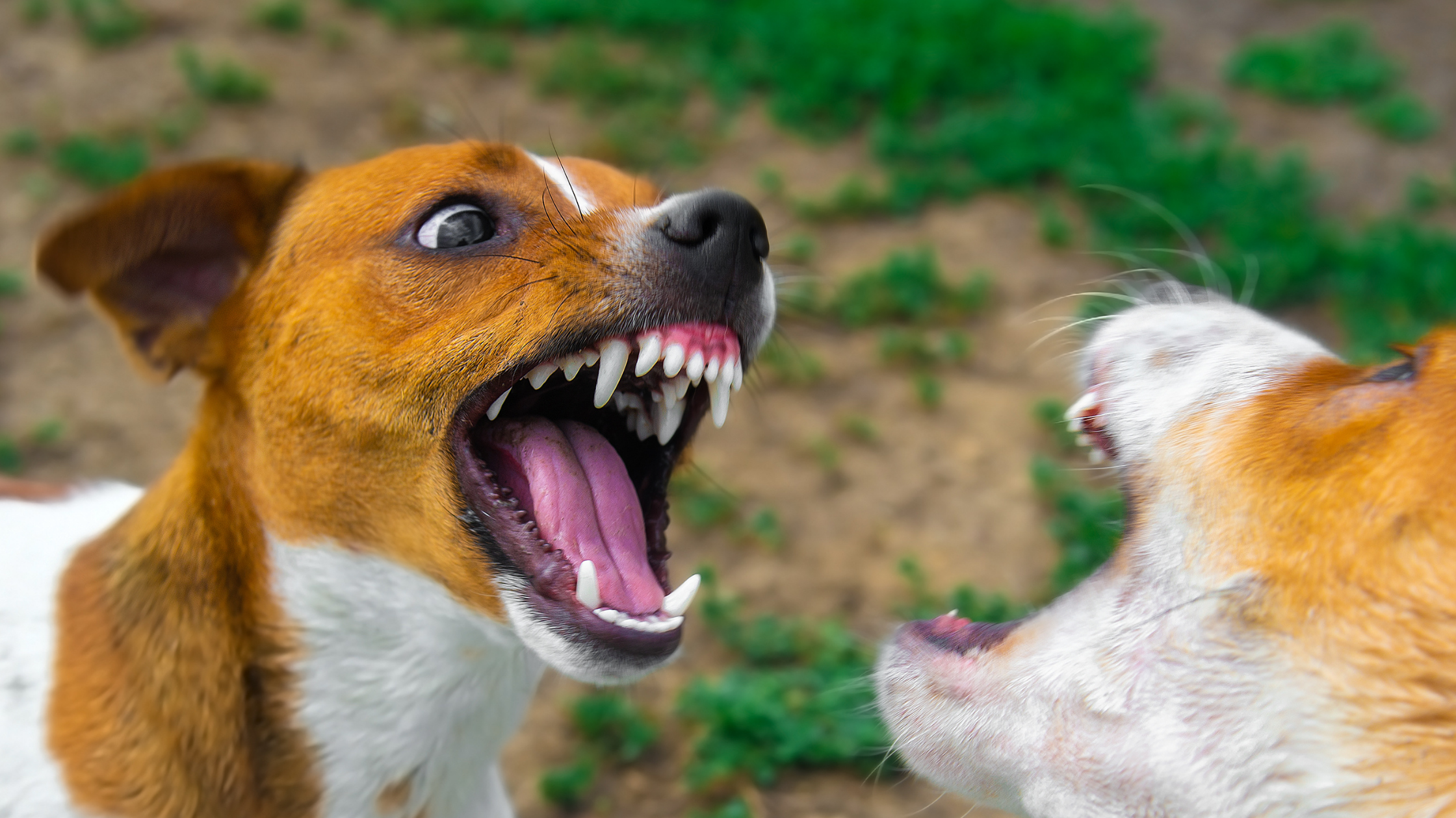 The Dark Side of Dog Parks: Bite Wounds in Dogs