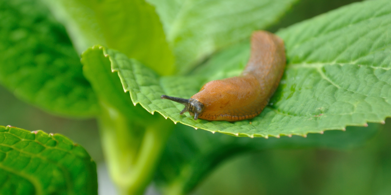 slug bait toxicity in pets, snail bait toxicity in pets, Metaldehyde Toxicity in pets, gardening pet toxins, spring pet toxins, summer pet toxins, animal emergency, pet toxins, pet emergency, Animal Emergency & Referral Center of Minnesota, Twin Cities emergency vet, Saint Paul emergency vet, Oakdale emergency vet