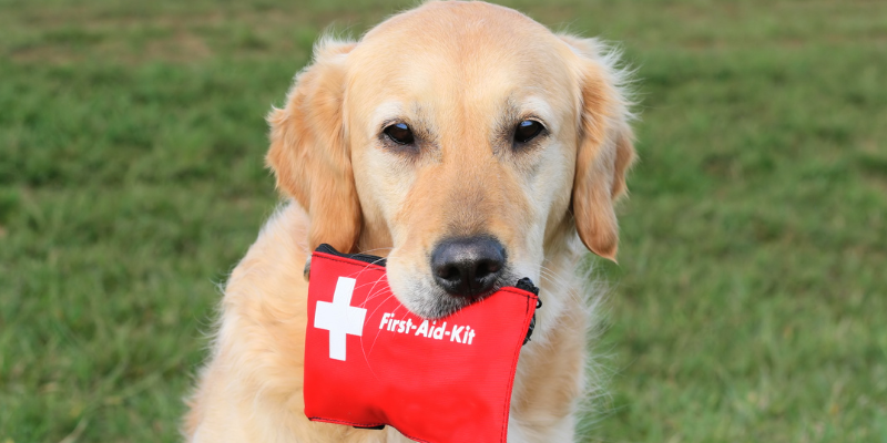 Tornado safety for pets, storm safety for pets, tornado tips for pet owners, tornado preparedness, tornado safety, Minnesota veterinary, Twin Cities emergency vet, Minnesota emergency vet, Animal Emergency & Referral Center of Minnesota, pet health, pet dangers, pet safety, pet hazards