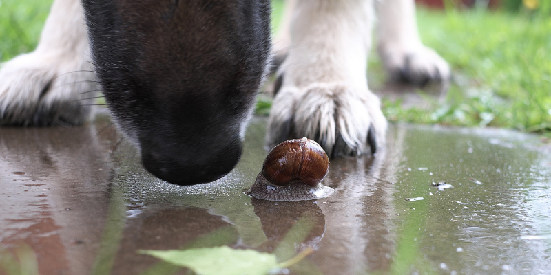 slug bait toxicity in pets, snail bait toxicity in pets, Metaldehyde Toxicity in pets, gardening pet toxins, spring pet toxins, summer pet toxins, animal emergency, pet toxins, pet emergency, Animal Emergency & Referral Center of Minnesota, Twin Cities emergency vet, Saint Paul emergency vet, Oakdale emergency vet