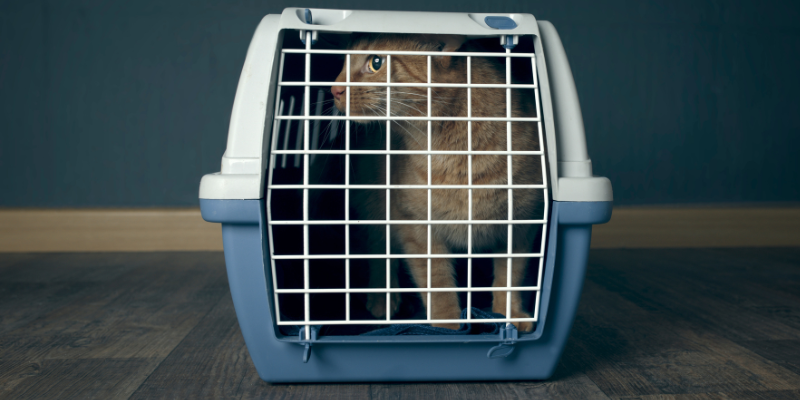 Tornado safety for pets, storm safety for pets, tornado tips for pet owners, tornado preparedness, tornado safety, Minnesota veterinary, Twin Cities emergency vet, Minnesota emergency vet, Animal Emergency & Referral Center of Minnesota, pet health, pet dangers, pet safety, pet hazards