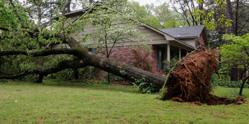 Tornado safety for pets, storm safety for pets, tornado tips for pet owners, tornado preparedness, tornado safety, Minnesota veterinary, Twin Cities emergency vet, Minnesota emergency vet, Animal Emergency & Referral Center of Minnesota, pet health, pet dangers, pet safety, pet hazards