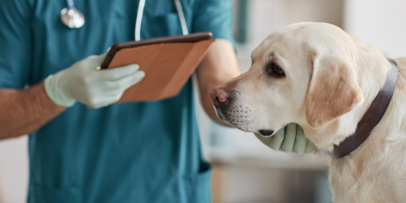 slug bait toxicity in pets, snail bait toxicity in pets, Metaldehyde Toxicity in pets, gardening pet toxins, spring pet toxins, summer pet toxins, animal emergency, pet toxins, pet emergency, Animal Emergency & Referral Center of Minnesota, Twin Cities emergency vet, Saint Paul emergency vet, Oakdale emergency vet