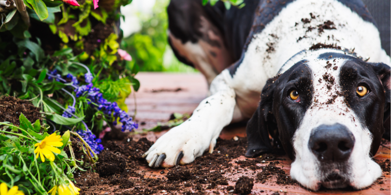 slug bait toxicity in pets, snail bait toxicity in pets, Metaldehyde Toxicity in pets, gardening pet toxins, spring pet toxins, summer pet toxins, animal emergency, pet toxins, pet emergency, Animal Emergency & Referral Center of Minnesota, Twin Cities emergency vet, Saint Paul emergency vet, Oakdale emergency vet