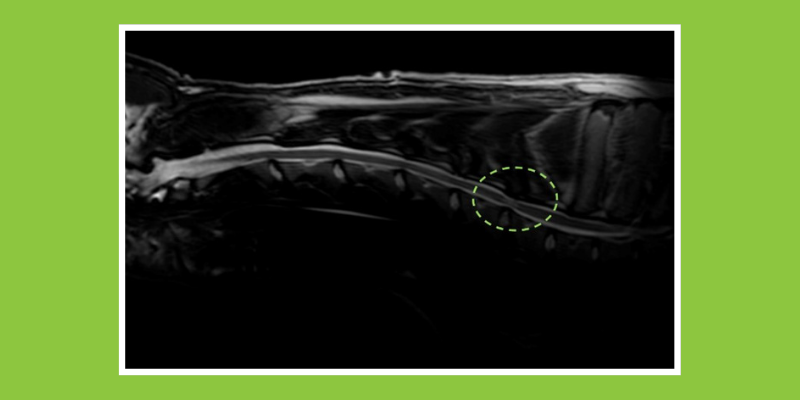 MRI, Wobbler Syndrome, Wobbler disease, Cervical Spondylomyelopathy, dogs, dog health, Animal Emergency & Referral Center of Minnesota, Neurology Service, AERC Neurology, veterinary neurology, board-certified veterinary neurologist, Twin Cities board-certified veterinary neurologist, Minnesota veterinary neurologist, Oakdale veterinary neurologist, Saint Paul veterinary neurologist, pet health, pet care