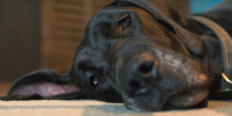 Wobbler Syndrome, Wobbler disease, Cervical Spondylomyelopathy, dogs, dog health, Animal Emergency & Referral Center of Minnesota, Neurology Service, AERC Neurology, veterinary neurology, board-certified veterinary neurologist, Twin Cities board-certified veterinary neurologist, Minnesota veterinary neurologist, Oakdale veterinary neurologist, Saint Paul veterinary neurologist, pet health, pet care