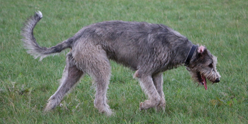Wobbler Syndrome, Wobbler disease, Cervical Spondylomyelopathy, dogs, dog health, Animal Emergency & Referral Center of Minnesota, Neurology Service, AERC Neurology, veterinary neurology, board-certified veterinary neurologist, Twin Cities board-certified veterinary neurologist, Minnesota veterinary neurologist, Oakdale veterinary neurologist, Saint Paul veterinary neurologist, pet health, pet care