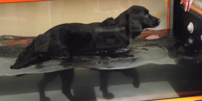 Wobbler Syndrome, Wobbler disease, Cervical Spondylomyelopathy, dogs, dog health, Animal Emergency & Referral Center of Minnesota, Neurology Service, AERC Neurology, veterinary neurology, board-certified veterinary neurologist, Twin Cities board-certified veterinary neurologist, Minnesota veterinary neurologist, Oakdale veterinary neurologist, Saint Paul veterinary neurologist, pet health, pet care