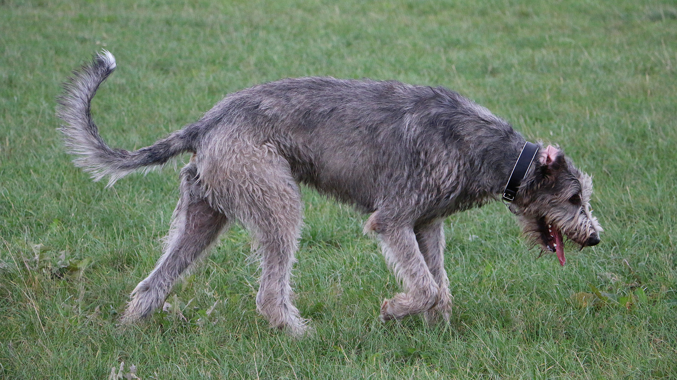 Wobbler Disease in Dogs