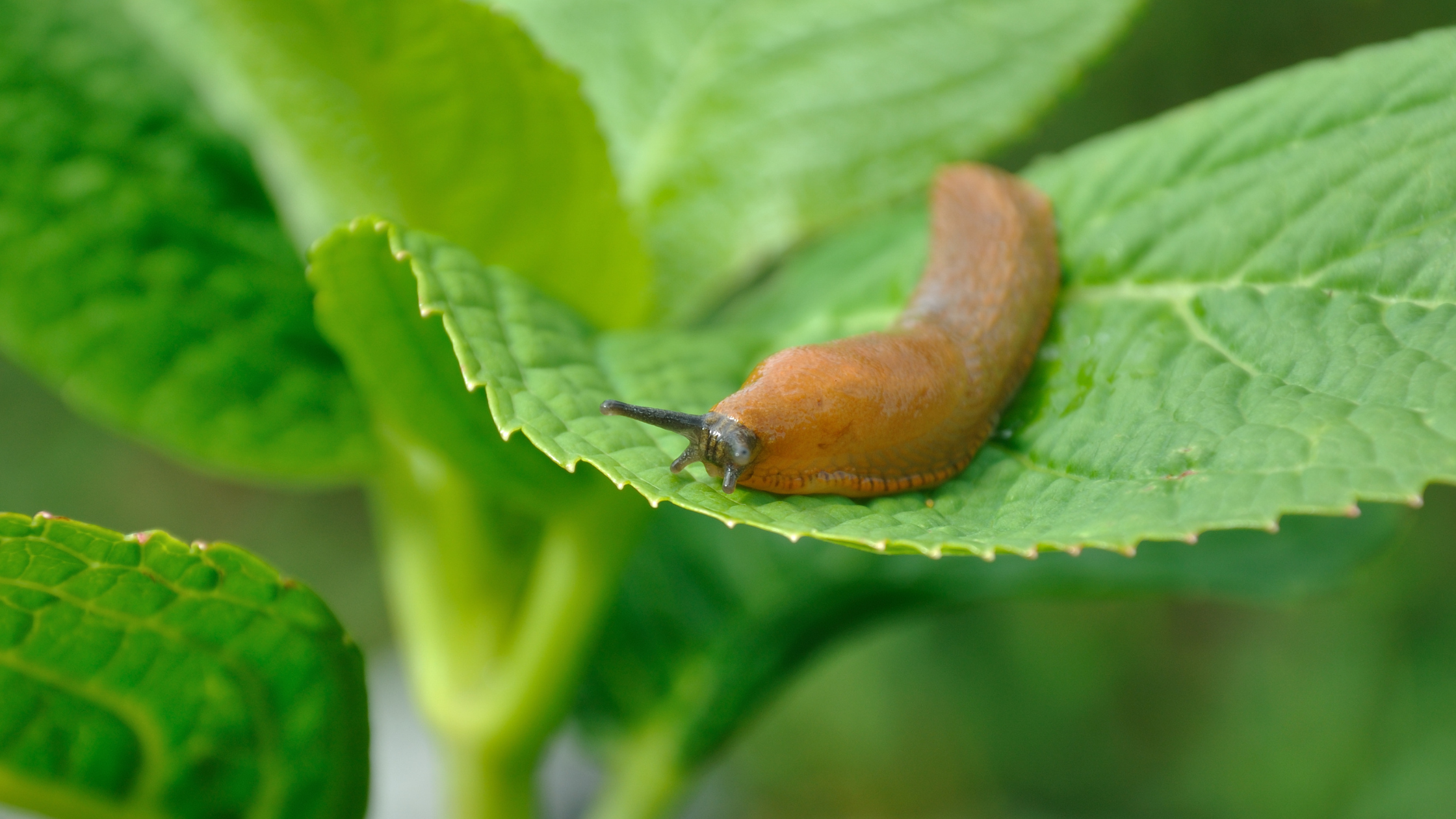 Snail & Slug Bait Toxicity in Pets