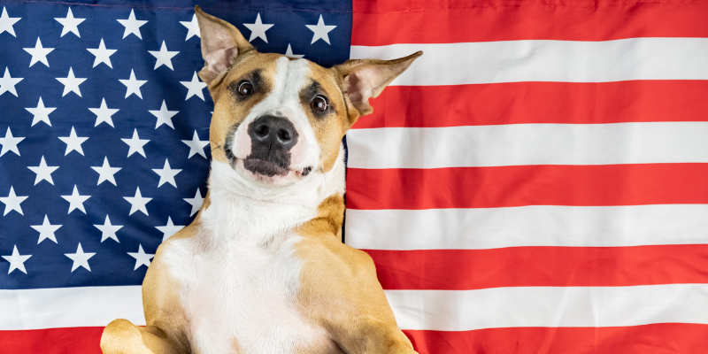 Fourth of July pet dangers, pet health, pet toxins, pet hazards, summer pet dangers, Twin Cities emergency vet, Saint Paul emergency vet, Oakdale emergency vet, Animal Emergency & Referral Center of Minnesota