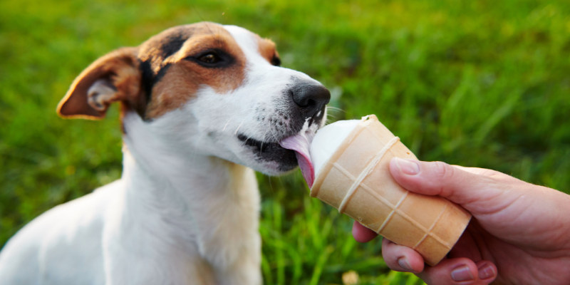 Fourth of July pet dangers, pet health, pet toxins, pet hazards, summer pet dangers, Twin Cities emergency vet, Saint Paul emergency vet, Oakdale emergency vet, Animal Emergency & Referral Center of Minnesota