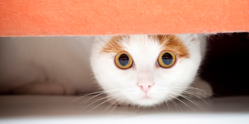 Fourth of July pet dangers, pet health, pet toxins, pet hazards, summer pet dangers, Twin Cities emergency vet, Saint Paul emergency vet, Oakdale emergency vet, Animal Emergency & Referral Center of Minnesota