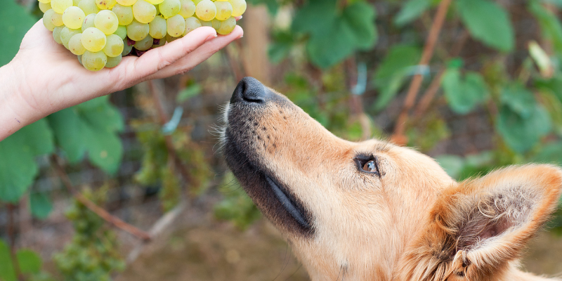 Fourth of July pet dangers, pet health, pet toxins, pet hazards, summer pet dangers, Twin Cities emergency vet, Saint Paul emergency vet, Oakdale emergency vet, Animal Emergency & Referral Center of Minnesota