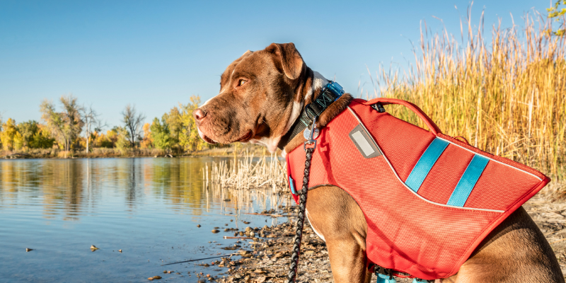 Fourth of July pet dangers, pet health, pet toxins, pet hazards, summer pet dangers, Twin Cities emergency vet, Saint Paul emergency vet, Oakdale emergency vet, Animal Emergency & Referral Center of Minnesota
