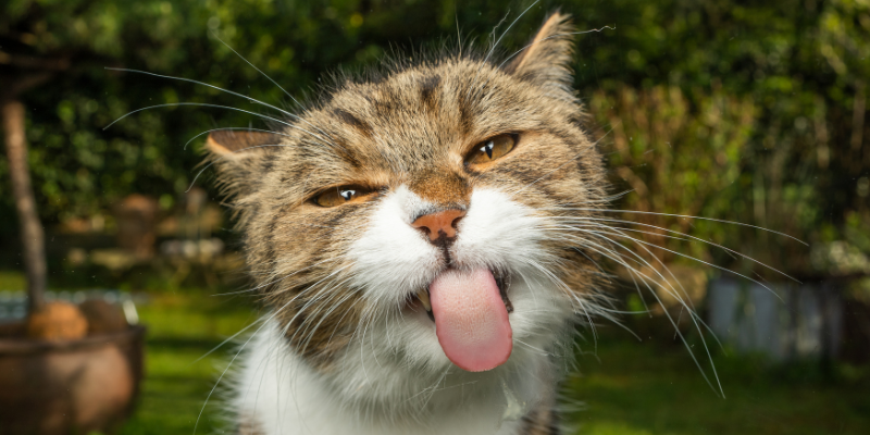 Fourth of July pet dangers, pet health, pet toxins, pet hazards, summer pet dangers, Twin Cities emergency vet, Saint Paul emergency vet, Oakdale emergency vet, Animal Emergency & Referral Center of Minnesota