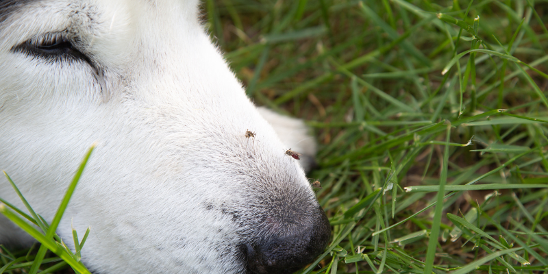 Fourth of July pet dangers, pet health, pet toxins, pet hazards, summer pet dangers, Twin Cities emergency vet, Saint Paul emergency vet, Oakdale emergency vet, Animal Emergency & Referral Center of Minnesota