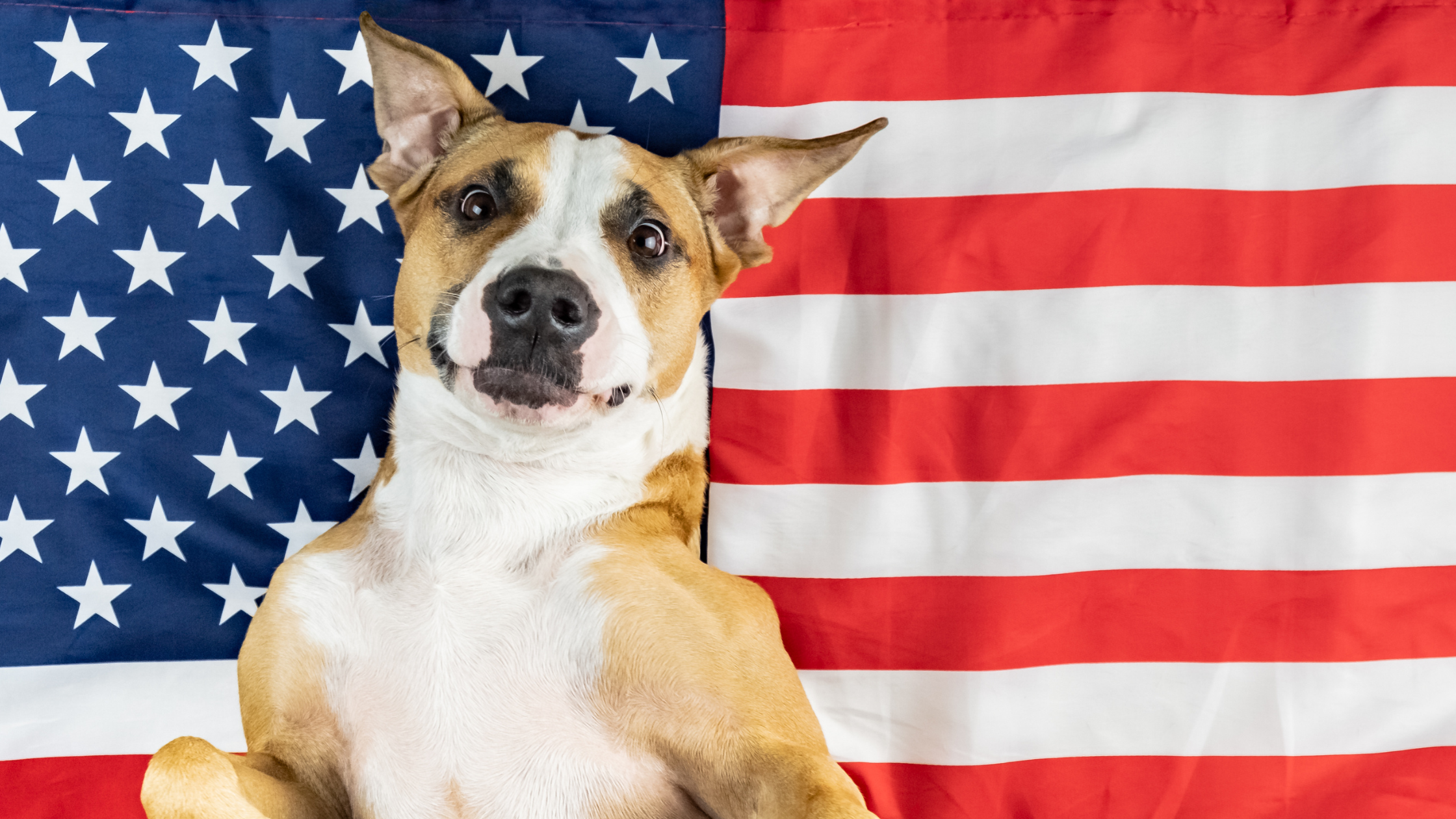 Fourth of July Pet Dangers