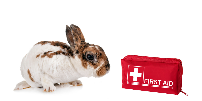 rabbit, pet rabbit, rabbit first aid kit, rabbit health, Animal Emergency & Referral Center of Minnesota, Avian & Exotic Medicine Service