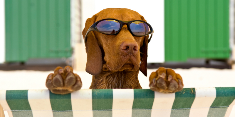 beach dangers for dogs, lake dangers for dogs, lake safety for dogs, beach safety for dogs, dog health, dog safety tips, summer dog dangers, summer pet dangers, emergency vet, Animal Emergency & Referral Center of Minnesota, Twin Cities emergency vet, Minnesota emergency vet, Minneapolis emergency vet, St. Paul emergency vet, Oakdale emergency vet, veterinary medicine, pet health, pet safety, dog health, dog safety, blue-green algae, teaching dogs to swim, lake parasites, lake bacteria, giardia, leptospirosis, water intoxication in dogs, seaweed, salt water, sand impaction, toxic foods, picnic, grilling, hot asphalt, hot sand, fishing hooks, sun protection for dogs, heat risks for dogs, dehydration in dogs