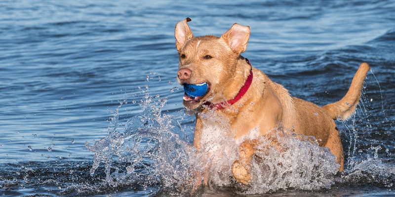 beach dangers for dogs, lake dangers for dogs, lake safety for dogs, beach safety for dogs, dog health, dog safety tips, summer dog dangers, summer pet dangers, emergency vet, Animal Emergency & Referral Center of Minnesota, Twin Cities emergency vet, Minnesota emergency vet, Minneapolis emergency vet, St. Paul emergency vet, Oakdale emergency vet, veterinary medicine, pet health, pet safety, dog health, dog safety, blue-green algae, teaching dogs to swim, lake parasites, lake bacteria, giardia, leptospirosis, water intoxication in dogs, seaweed, salt water, sand impaction, toxic foods, picnic, grilling, hot asphalt, hot sand, fishing hooks, sun protection for dogs, heat risks for dogs, dehydration in dogs