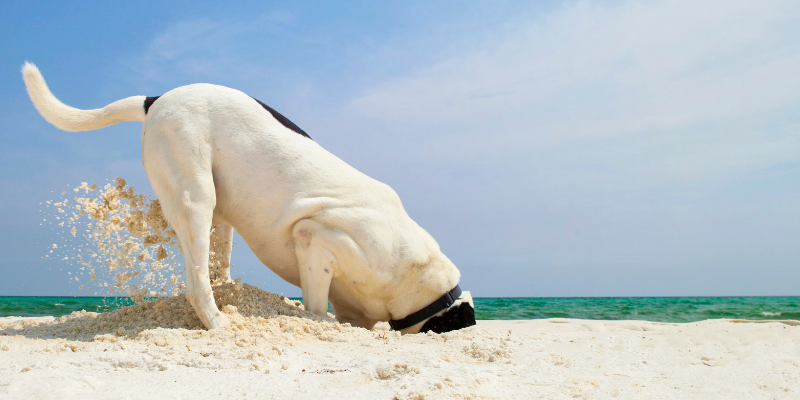 beach dangers for dogs, lake dangers for dogs, lake safety for dogs, beach safety for dogs, dog health, dog safety tips, summer dog dangers, summer pet dangers, emergency vet, Animal Emergency & Referral Center of Minnesota, Twin Cities emergency vet, Minnesota emergency vet, Minneapolis emergency vet, St. Paul emergency vet, Oakdale emergency vet, veterinary medicine, pet health, pet safety, dog health, dog safety, blue-green algae, teaching dogs to swim, lake parasites, lake bacteria, giardia, leptospirosis, water intoxication in dogs, seaweed, salt water, sand impaction, toxic foods, picnic, grilling, hot asphalt, hot sand, fishing hooks, sun protection for dogs, heat risks for dogs, dehydration in dogs