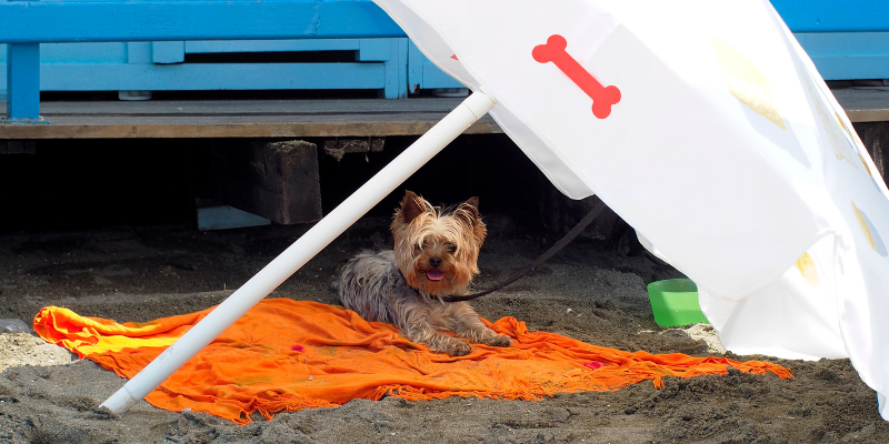 beach dangers for dogs, lake dangers for dogs, lake safety for dogs, beach safety for dogs, dog health, dog safety tips, summer dog dangers, summer pet dangers, emergency vet, Animal Emergency & Referral Center of Minnesota, Twin Cities emergency vet, Minnesota emergency vet, Minneapolis emergency vet, St. Paul emergency vet, Oakdale emergency vet, veterinary medicine, pet health, pet safety, dog health, dog safety, blue-green algae, teaching dogs to swim, lake parasites, lake bacteria, giardia, leptospirosis, water intoxication in dogs, seaweed, salt water, sand impaction, toxic foods, picnic, grilling, hot asphalt, hot sand, fishing hooks, sun protection for dogs, heat risks for dogs, dehydration in dogs