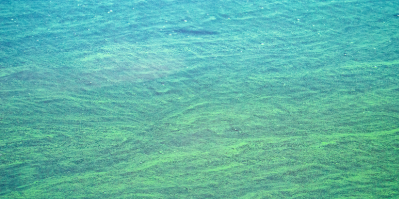 beach dangers for dogs, lake dangers for dogs, lake safety for dogs, beach safety for dogs, dog health, dog safety tips, summer dog dangers, summer pet dangers, emergency vet, Animal Emergency & Referral Center of Minnesota, Twin Cities emergency vet, Minnesota emergency vet, Minneapolis emergency vet, St. Paul emergency vet, Oakdale emergency vet, veterinary medicine, pet health, pet safety, dog health, dog safety, blue-green algae, teaching dogs to swim, lake parasites, lake bacteria, giardia, leptospirosis, water intoxication in dogs, seaweed, salt water, sand impaction, toxic foods, picnic, grilling, hot asphalt, hot sand, fishing hooks, sun protection for dogs, heat risks for dogs, dehydration in dogs