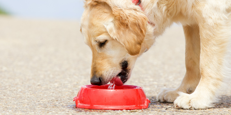 beach dangers for dogs, lake dangers for dogs, lake safety for dogs, beach safety for dogs, dog health, dog safety tips, summer dog dangers, summer pet dangers, emergency vet, Animal Emergency & Referral Center of Minnesota, Twin Cities emergency vet, Minnesota emergency vet, Minneapolis emergency vet, St. Paul emergency vet, Oakdale emergency vet, veterinary medicine, pet health, pet safety, dog health, dog safety, blue-green algae, teaching dogs to swim, lake parasites, lake bacteria, giardia, leptospirosis, water intoxication in dogs, seaweed, salt water, sand impaction, toxic foods, picnic, grilling, hot asphalt, hot sand, fishing hooks, sun protection for dogs, heat risks for dogs, dehydration in dogs