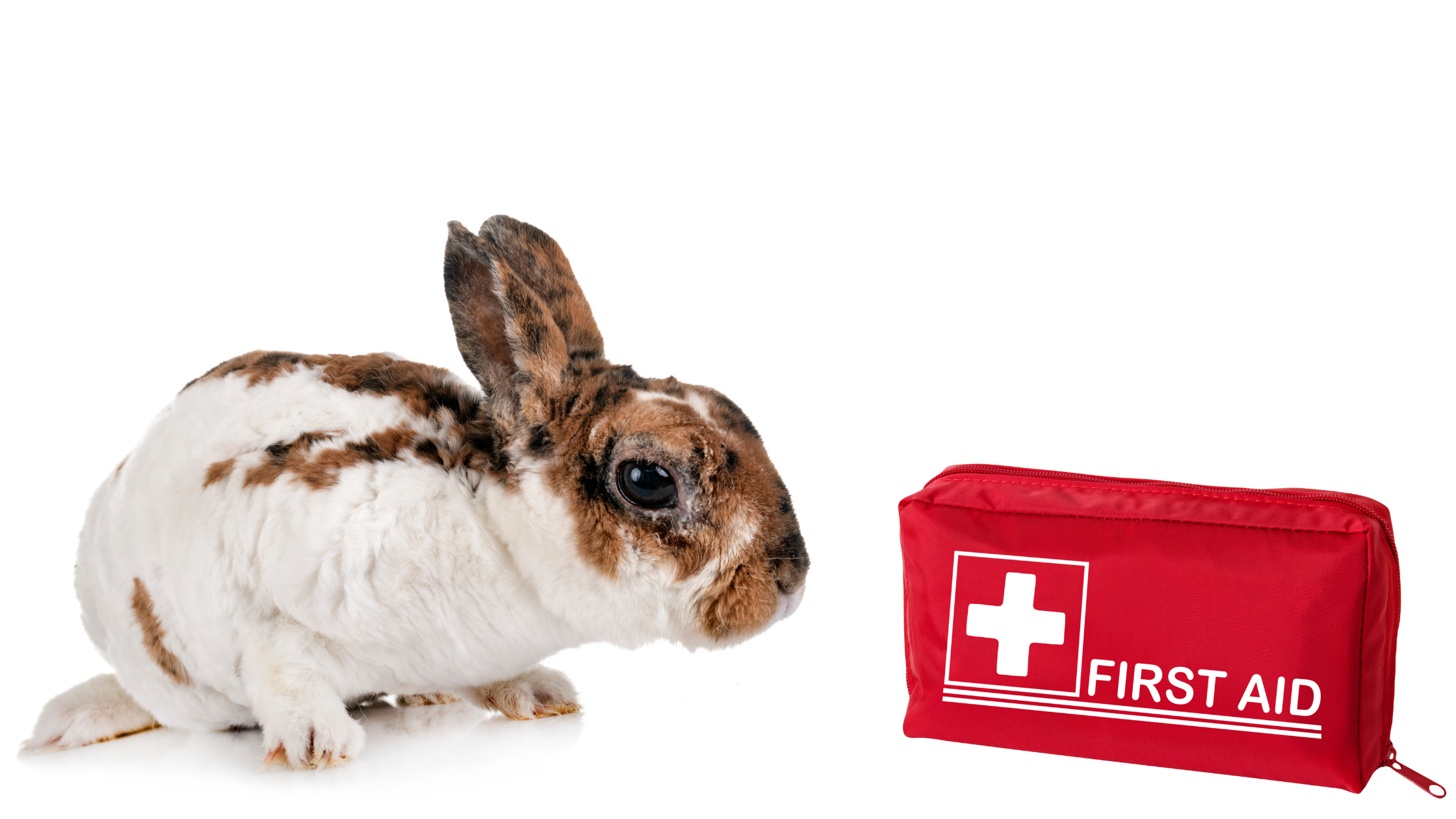 10 Must-Have’s for Your Rabbit’s First Aid Kit