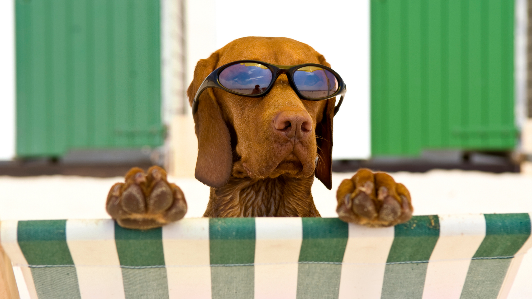 Lake & Beach Dangers for Dogs