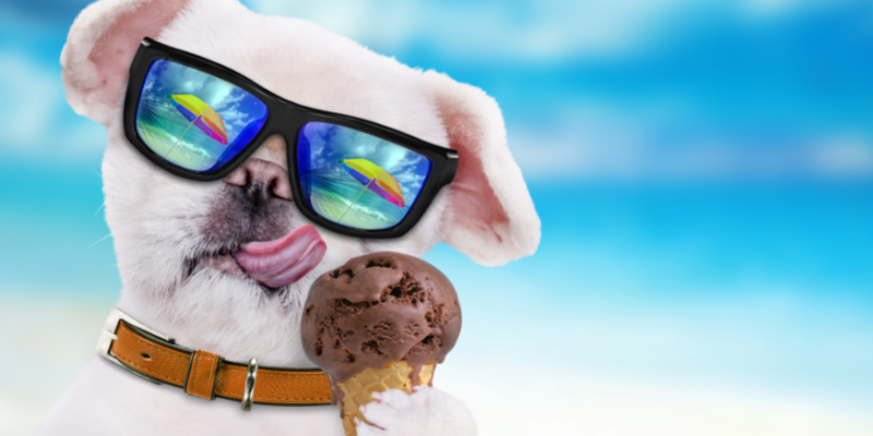 summer pet toxins, summer pet dangers, summer dog toxins, summer cat toxins, pet health, pet safety, summer pet tips, Animal Emergency & Referral Center of Minnesota, Twin Cities emergency vet, Saint Paul emergency vet, Oakdale emergency vet