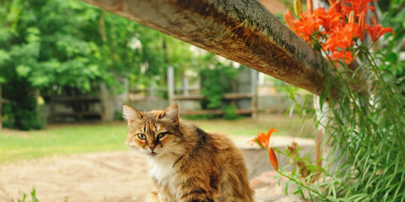 summer pet toxins, summer pet dangers, summer dog toxins, summer cat toxins, pet health, pet safety, summer pet tips, Animal Emergency & Referral Center of Minnesota, Twin Cities emergency vet, Saint Paul emergency vet, Oakdale emergency vet