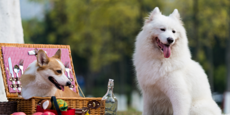 summer pet toxins, summer pet dangers, summer dog toxins, summer cat toxins, pet health, pet safety, summer pet tips, Animal Emergency & Referral Center of Minnesota, Twin Cities emergency vet, Saint Paul emergency vet, Oakdale emergency vet