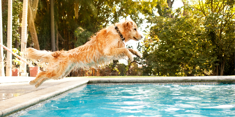 summer pet toxins, summer pet dangers, summer dog toxins, summer cat toxins, pet health, pet safety, summer pet tips, Animal Emergency & Referral Center of Minnesota, Twin Cities emergency vet, Saint Paul emergency vet, Oakdale emergency vet