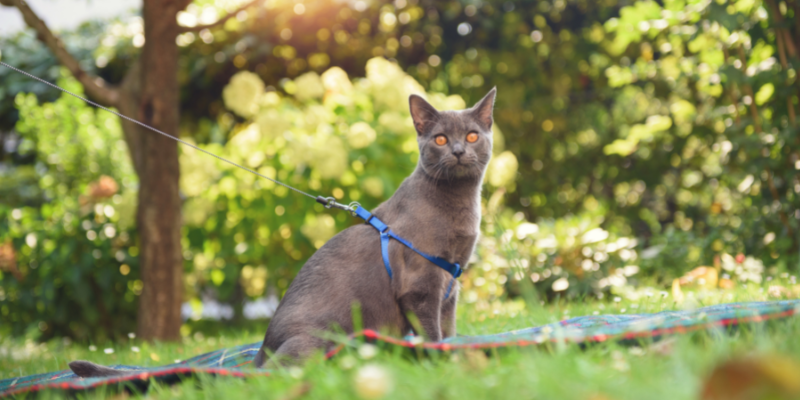 summer pet toxins, summer pet dangers, summer dog toxins, summer cat toxins, pet health, pet safety, summer pet tips, Animal Emergency & Referral Center of Minnesota, Twin Cities emergency vet, Saint Paul emergency vet, Oakdale emergency vet