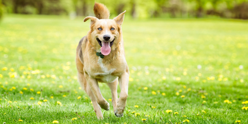 pet cancer, cancer in pets, pet cancer myths, veterinary oncology veterinary oncologist, board-certified veterinary oncologist, AERC Oncology Service, Animal Emergency & Referral Center of Minnesota, understanding cancer in pets