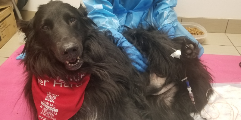 pet cancer, cancer in pets, pet cancer myths, veterinary oncology veterinary oncologist, board-certified veterinary oncologist, AERC Oncology Service, Animal Emergency & Referral Center of Minnesota, understanding cancer in pets 