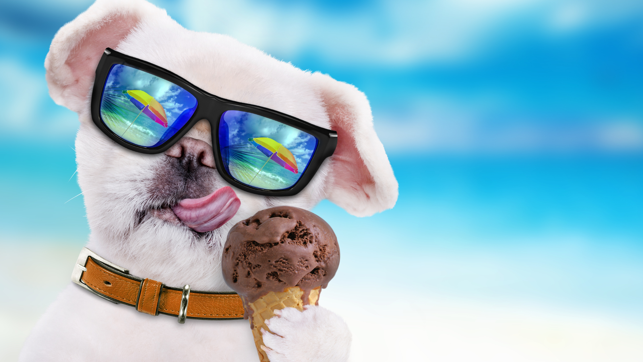 Top 10 Summer Pet Toxins